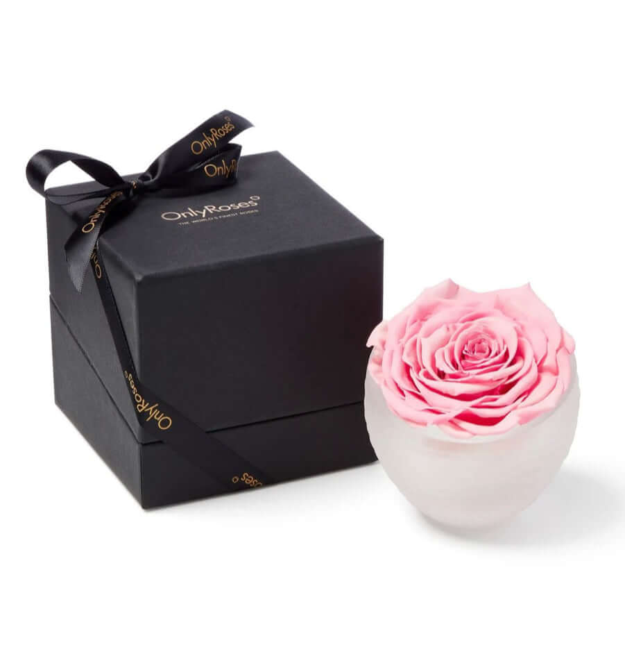 onlyroses-infinite-rose-in-pale-pink