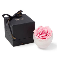 OnlyRoses Infinite Rose in pale pink